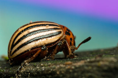 Close-up of insect