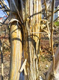 Close-up of tree trunk