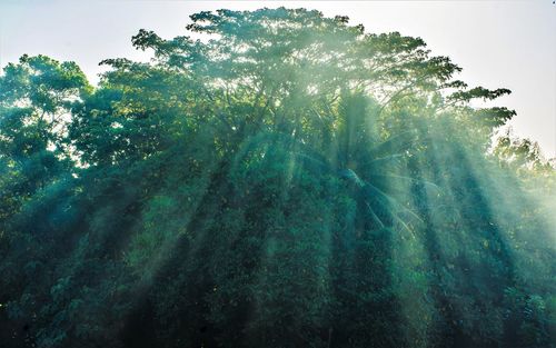 Low angle view of tree against sky