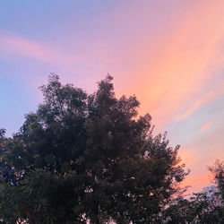 Low angle view of silhouette trees against sky during sunset