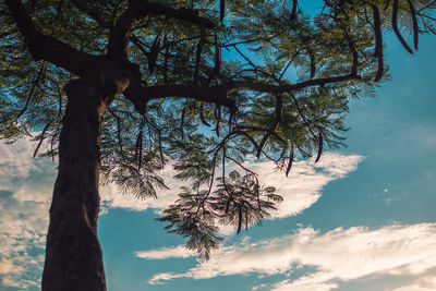 Low angle view of trees against sky