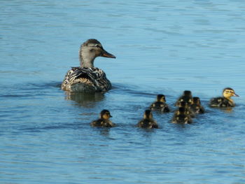 Ducks swimming in lake