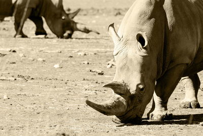 Close-up of horse