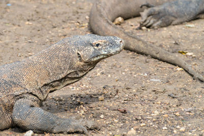 Close-up of lizard