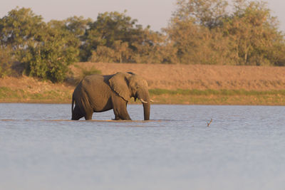 Surface level of elephant walking on road