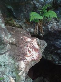 Plants growing on rocks