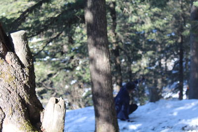 View of trees in snow