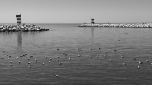 Birds flying over sea against clear sky