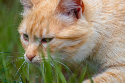 Close-up of a cat