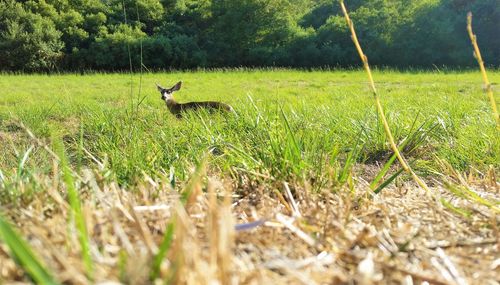 Deer in a field