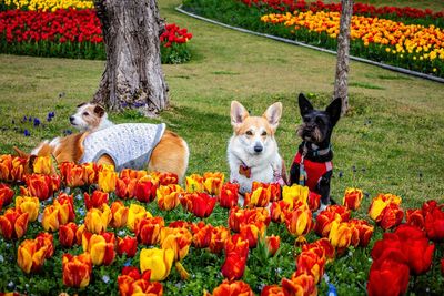 View of a dog in park