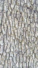 Full frame shot of wood