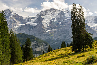 Scenic view of pine trees on snowcapped mountains against sky