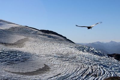 Bird flying over glacier national park against clear sky