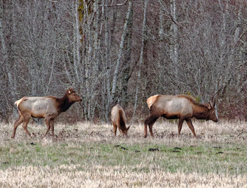 Sheep grazing on field in forest