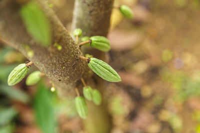 Close-up of green plant