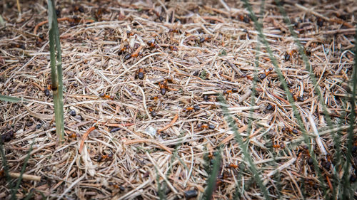 Close-up of dried plant on field