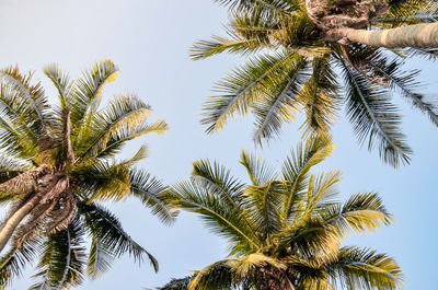 Low angle view of palm trees against sky