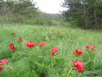 Close-up of poppy flowers growing in field