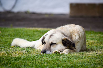 Dog lying on grass