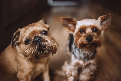 Portrait of puppy