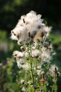 Close-up of flowers against blurred background