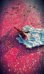 High angle view of insect on leaf