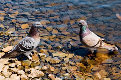 High angle view of pigeon perching on rock