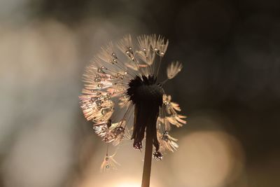 Close-up of wilted plant