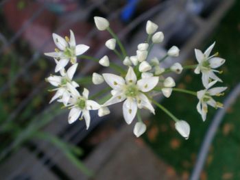 Close-up of white flowers