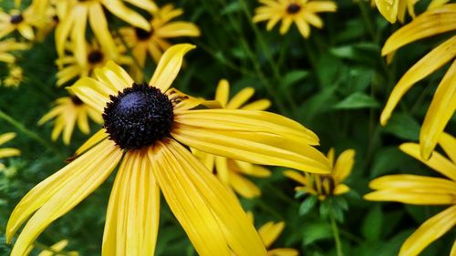Close-up of yellow flower blooming outdoors
