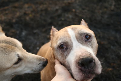 Close-up of hand holding dog