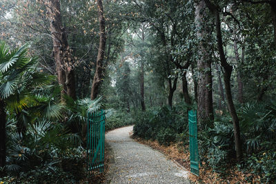 Footpath passing through forest