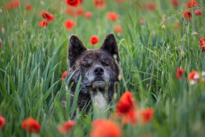 Dog on field