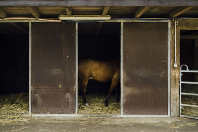 Midsection of horse standing in stable