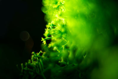 Close-up of green plant at night