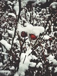 Close-up of frozen tree