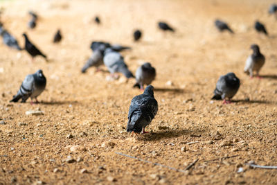 High angle view of pigeons on field