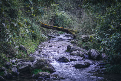 Stream flowing through rocks in forest