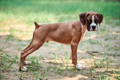 Dog running on field