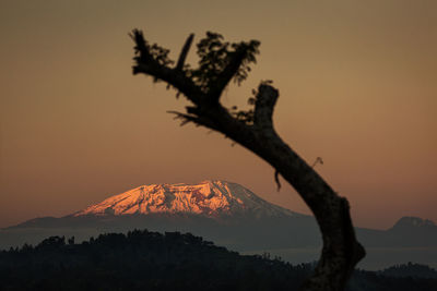 Silhouette tree against sky during sunset