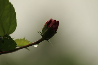 Close-up of red rose bud