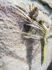 Close-up of insect