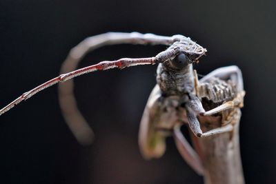 Macro photography of longhorn beetle