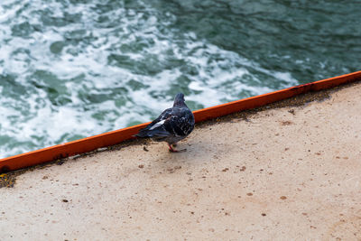 High angle view of a bird