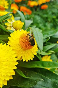 Close-up of bee on yellow flower