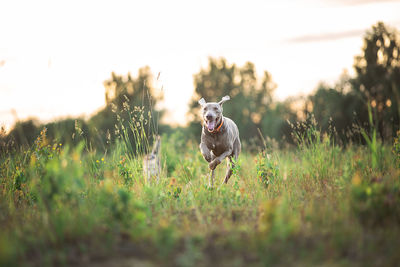 Dog running in field