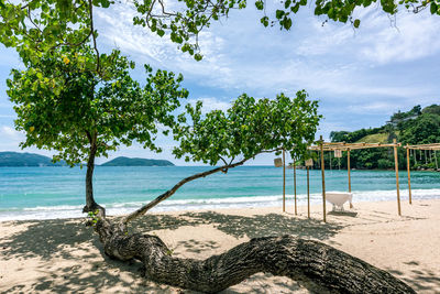 Trees on beach against sky