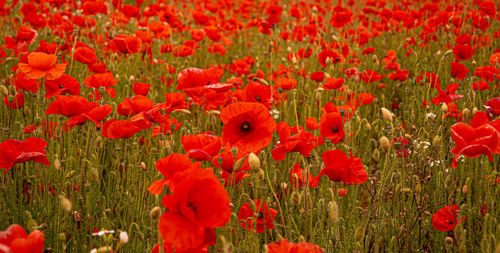 Close-up of red poppy flowers on field