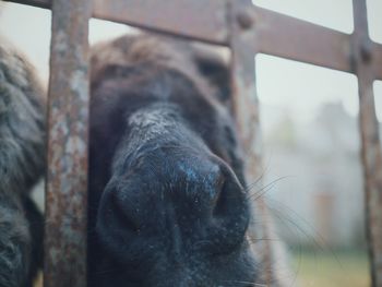 Close-up of insect on leaf